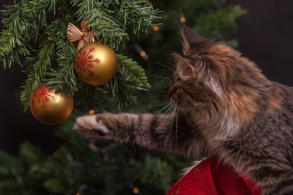 cat, christmas tree, ornaments-1822979.jpg